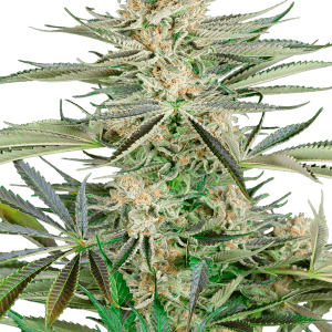 Screwdriver OG from Sensi Research Seeds