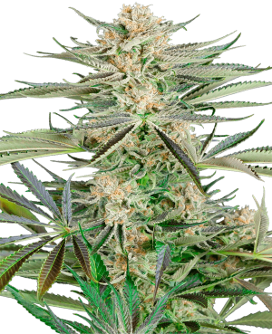Screwdriver OG