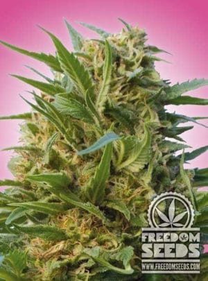 Kush no6