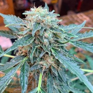 Seedsman CBG #1