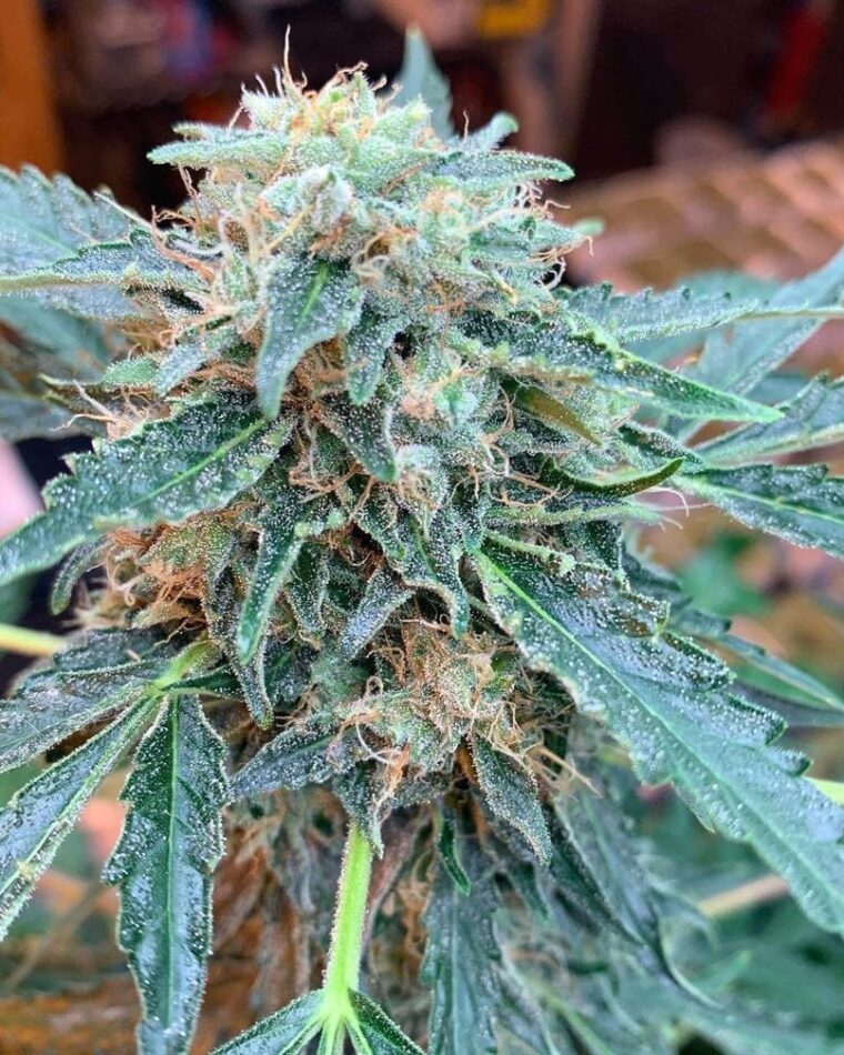 Seedsman CBG #1 by Seedsman Seeds – Low THC – Inflammation – Good for outdoor grow – image 1 – Seed City