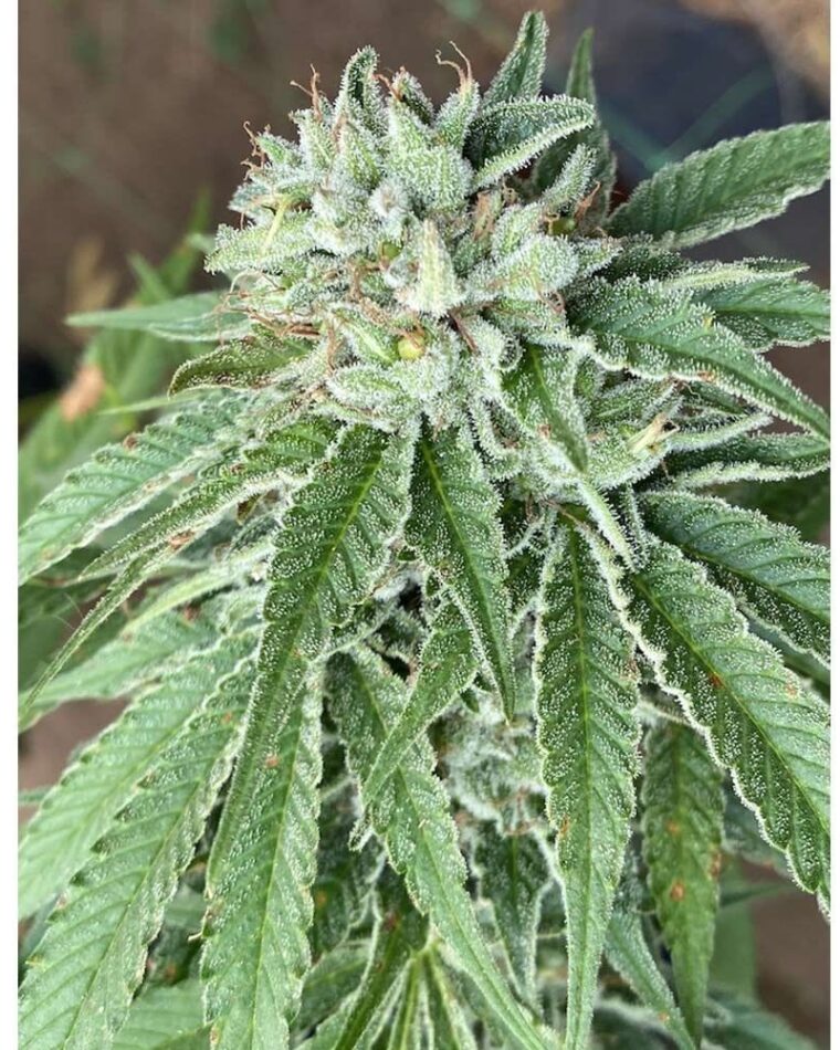 Semifreddo al Limone by Cali Connection Seeds – Good for outdoor grow – 12/12 Photoperiod – Citrus – image 1 – Seed City