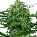 Guaranteed female plants – 12/12 Photoperiod – Lemon – Sensi Amnesia strain – image 1 – from Sensi Seeds via Seed City