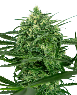 Sensi Amnesia