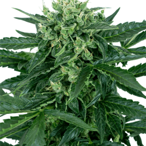 Sensi Amnesia Automatic from Sensi Seeds