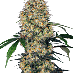 Sensi Amnesia XXL Auto by Sensi Research Seeds – Uplifting – Guaranteed female plants – Citrus – image 1 – Seed City
