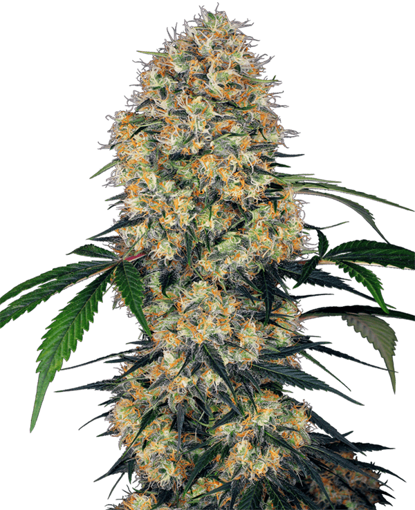 Sensi Amnesia XXL Auto by Sensi Research Seeds – Uplifting – Guaranteed female plants – Citrus – image 1 – Seed City