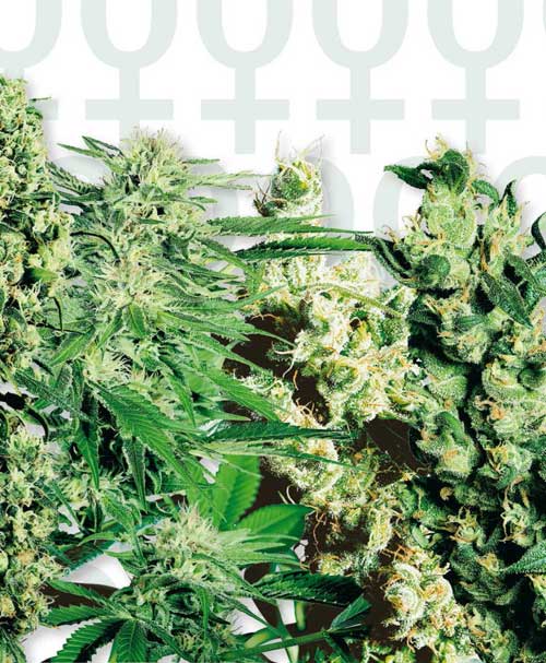 Sensi Female Mix by Sensi Seeds – Feminized – 50% Indica/50% Sativa – 12/12 Photoperiod – image 1 – Seed City