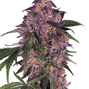 Sensi Purple Kush by Sensi Seeds – High Yielding – Outdoor – 12/12 Photoperiod – image 1 – Seed City