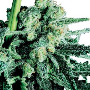 Suited for indoor growing – Citrus – Regular – Sensi Skunk strain – image 1 – from Sensi Seeds via Seed City