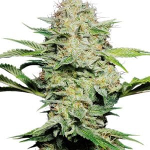Sensi Skunk Automatic by Sensi Seeds – Female seeds – Auto-Flowering – Citrus – image 1 – Seed City