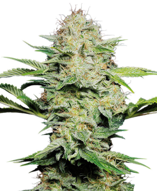 Sensi Skunk Automatic by Sensi Seeds – Female seeds – Auto-Flowering – Citrus – image 1 – Seed City