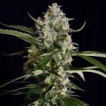 Seriosa cannabis seeds – 50% Indica/50% Sativa – Good for outdoor grow – 12/12 Photoperiod – image 1 from Seed City
