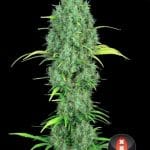 Image 2 of Serious 6 cannabis by Serious Seeds – Regular – Anise – Resistant to Mould – Seed City
