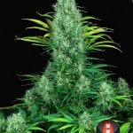 Serious 6 from Serious Seeds
