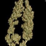 Kali Mist from Serious Seeds