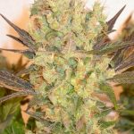 showing 12/12 Photoperiod – General Pain – Good for outdoor grow – image 1 – Seed City