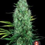 Serious 6 from Serious Seeds