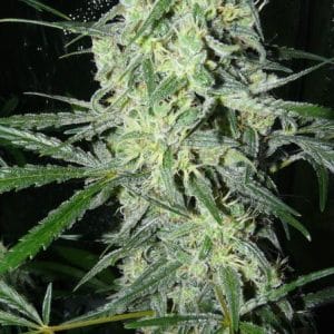 Image 1 of SexBud cannabis by Female Seeds – Fruity – Female seeds – Creative – Seed City