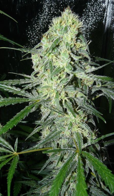 Image 1 of SexBud cannabis by Female Seeds – Fruity – Female seeds – Creative – Seed City