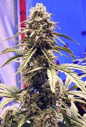 Shadow OG Auto