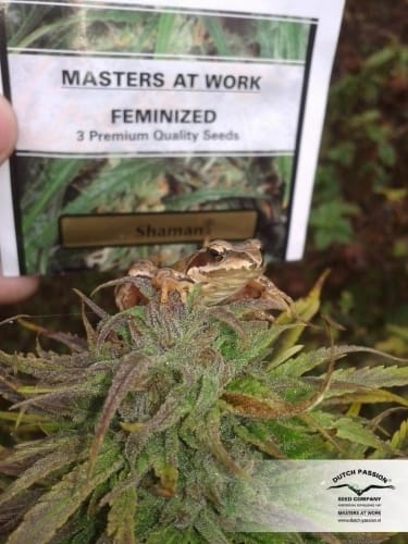 Shaman cannabis seeds – Resistant to Pests – Sativa-leaning – Female seeds – image 5 from Seed City