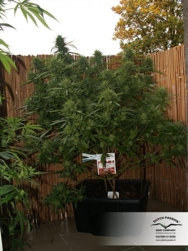 Female seeds – Resistant to Pests – Tall (140cm plus) – Shaman strain – image 6 – from Dutch Passion Seeds via Seed City