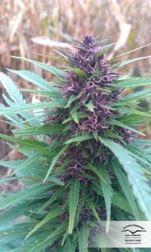 Image 9 of Shaman cannabis by Dutch Passion Seeds – Sativa-leaning – Good for outdoor grow – Woodsy – Seed City