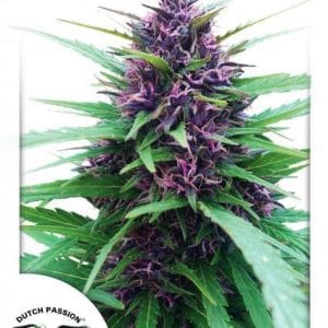 Shaman by Dutch Passion Seeds – Good for outdoor grow – Resistant to Pests – Tall (140cm plus) – image 1 – Seed City