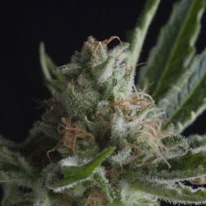 Shark cannabis seeds – Good for outdoor grow – Large yield – Indica Dominant – image 1 from Seed City