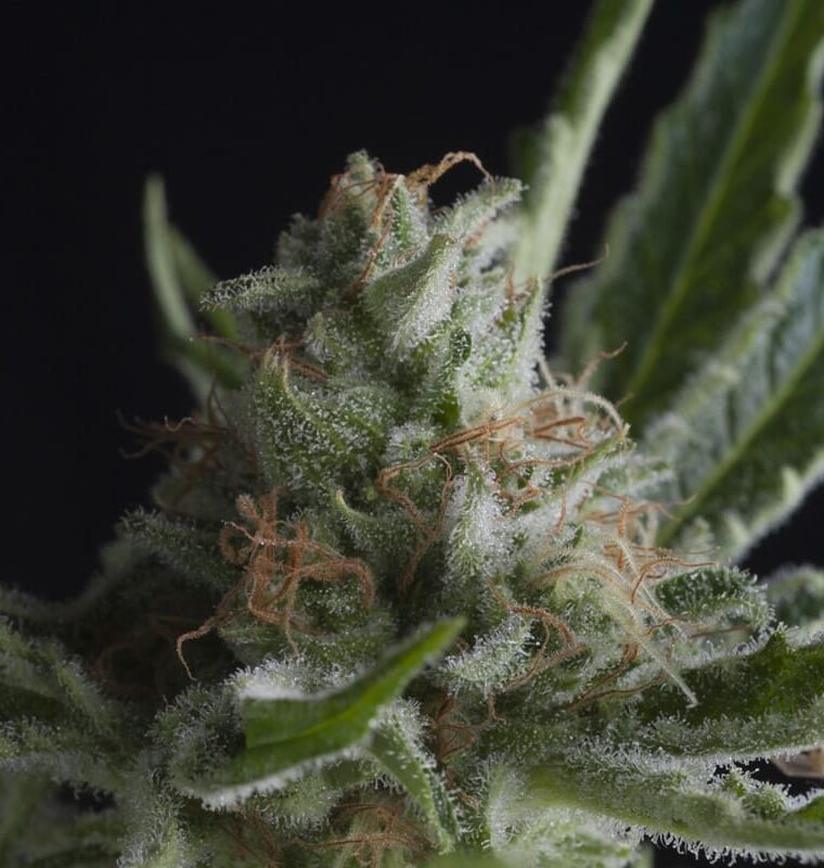 Shark CBD cannabis seeds – Indica Dominant – Female seeds – Sweet – image 1 from Seed City