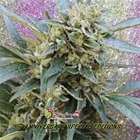 Shark Infested Custard by Dr Krippling Seeds – 12/12 Photoperiod – Indoor – Feminized – image 1 – Seed City
