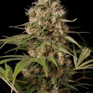 Shark Shock CBD from Dinafem Seeds