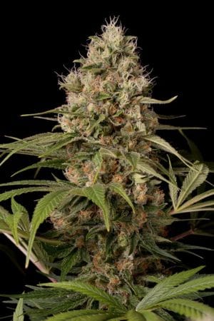 Shark Shock CBD