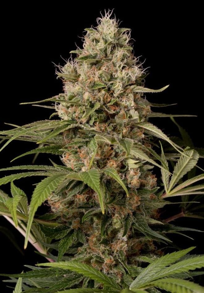 Shark Shock CBD from Dinafem Seeds