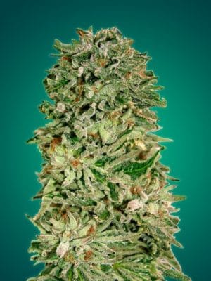 Shark Widow CBD