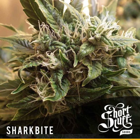 Regular – Short (up to 80cm) – Auto-Flowering – Sharkbite strain – image 1 – from Short Stuff Seeds via Seed City
