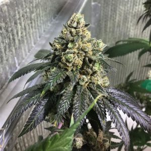 Sherb Biker cannabis seeds – Outdoor – Berry – Regular – image 1 from Seed City