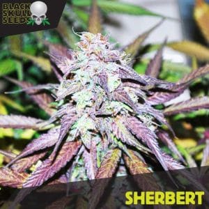 Sherbert