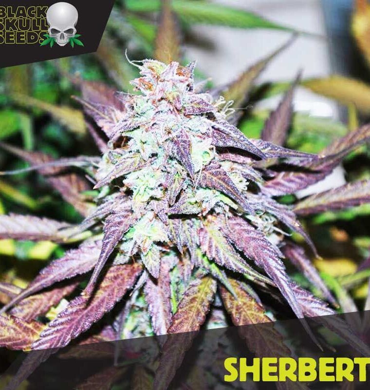 Image 1 of Sherbert cannabis by Blackskull Seeds – Sour – Super Strength – Beginning of October – Seed City