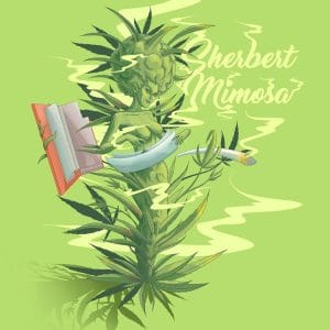 Sherbert Mimosa cannabis – image 1 – Seed City
