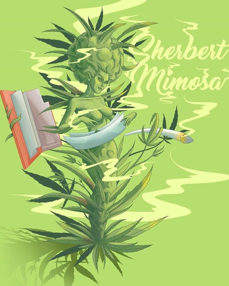 Sherbert Mimosa cannabis – image 1 – Seed City