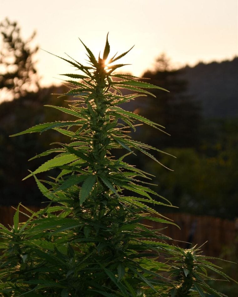 Sherbet Dip cannabis seeds – Guaranteed female plants – The End of October – 12/12 Photoperiod – image 1 from Seed City