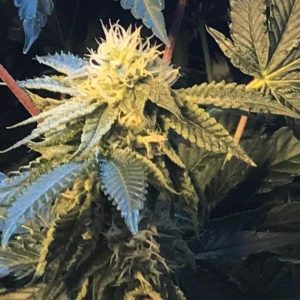 Shiloh Z from TH Seeds