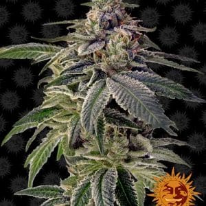 Shiskaberry cannabis seeds – Indoor – Resistant to Mould – Feminized – image 1 from Seed City