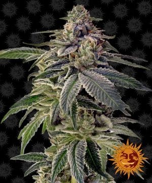 Shiskaberry