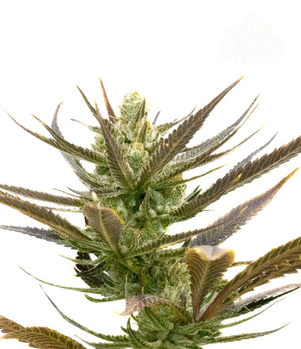 12/12 Photoperiod – Resistant to Mould – Spicy – Shiskaberry strain – image 1 – from Seed City Seeds via Seed City