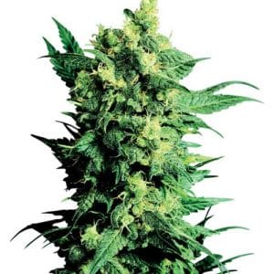 Shiva Shanti 2 from Sensi Seeds