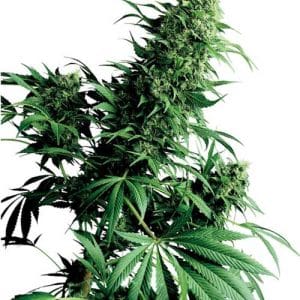Image 1 of Shiva Shanti cannabis by Sensi Seeds – Indica-heavy – 12/12 Photoperiod – Skunky – Seed City