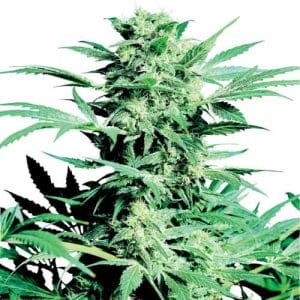 Shiva Skunk cannabis seeds – Skunky – Regular – Indica Dominant – image 1 from Seed City